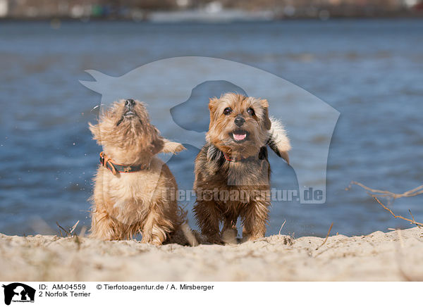 2 Norfolk Terrier / 2 Norfolk Terrier / AM-04559