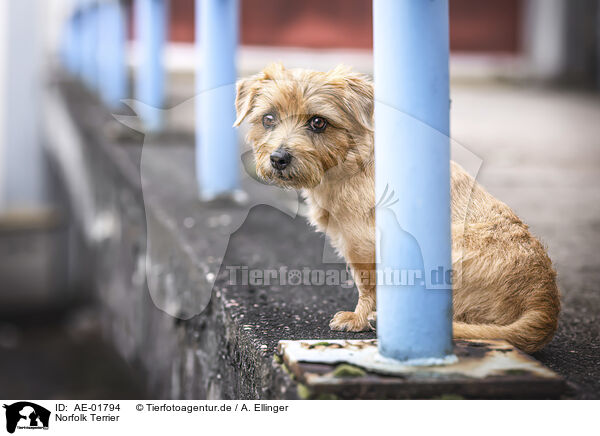 Norfolk Terrier / AE-01794