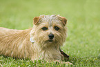 liegender Norfolk Terrier