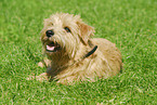 Norfolk Terrier liegt auf Wiese