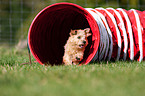 Norfolk Terrier beim Agility