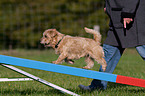 Norfolk Terrier beim Agility