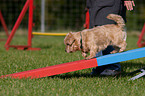 Norfolk Terrier beim Agility