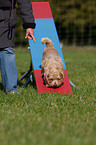 Norfolk Terrier beim Agility