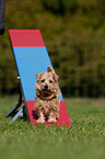 Norfolk Terrier beim Agility