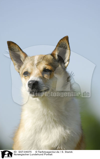 Norwegischer Lundehund Portrait / SST-04975