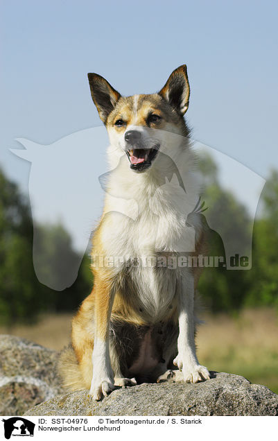 Norwegischer Lundehund / Norwegian Lundehund / SST-04976