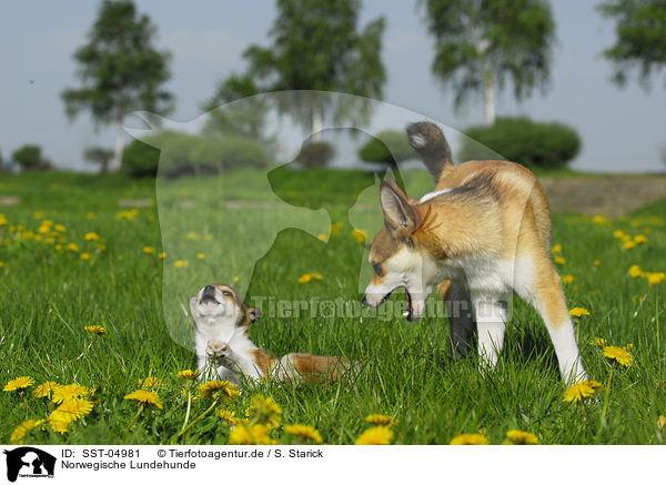 Norwegische Lundehunde / Norwegian Lundehund / SST-04981
