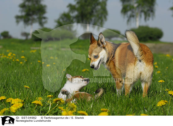 Norwegische Lundehunde / SST-04982