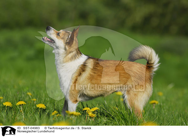 Norwegischer Lundehund / Norwegian Lundehund / SST-04983