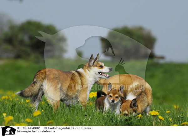 Norwegische Lundehunde / Norwegian Lundehund / SST-04992