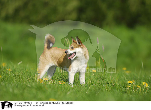 Norwegischer Lundehund / Norwegian Lundehund / SST-04994