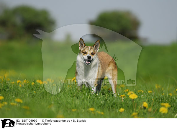 Norwegischer Lundehund / Norwegian Lundehund / SST-04996