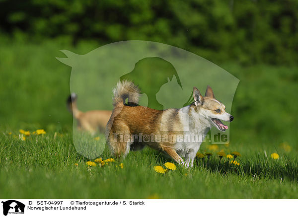 Norwegischer Lundehund / Norwegian Lundehund / SST-04997