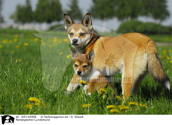 Norwegischer Lundehund / Norwegian Lundehund / SST-04998