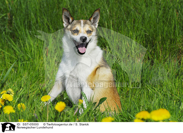 Norwegischer Lundehund / Norwegian Lundehund / SST-05000