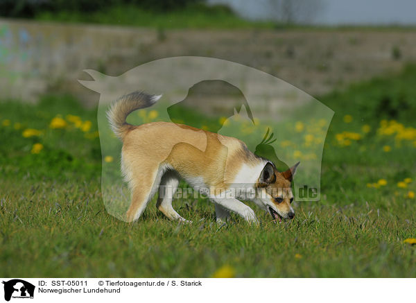 Norwegischer Lundehund / Norwegian Lundehund / SST-05011