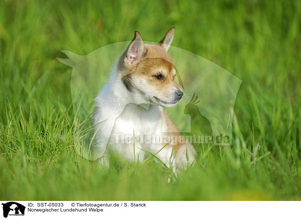 Norwegischer Lundehund Welpe / SST-05033