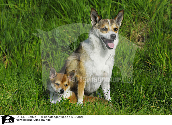Norwegische Lundehunde / SST-05036