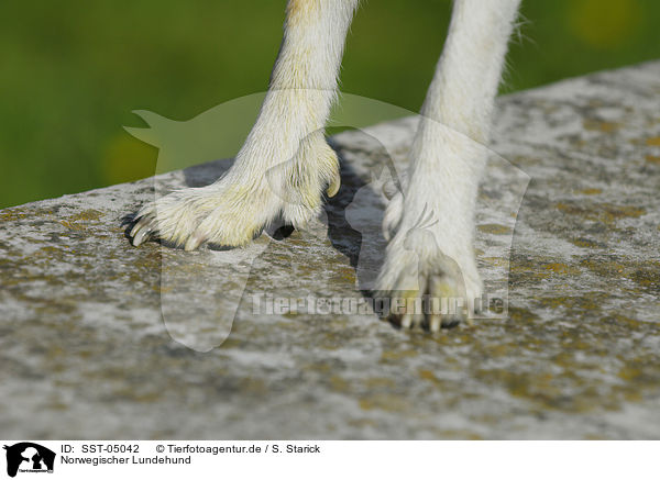 Norwegischer Lundehund / Norwegian Lundehund / SST-05042