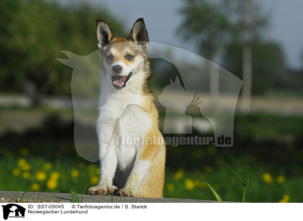 Norwegischer Lundehund / Norwegian Lundehund / SST-05045