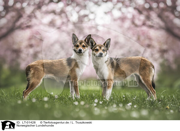 Norwegischer Lundehunde / Norwegian lundehunds / LT-01428