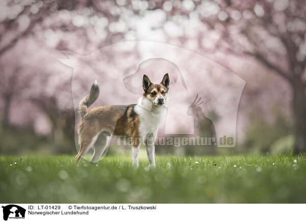 Norwegischer Lundehund / Norwegian lundehund / LT-01429