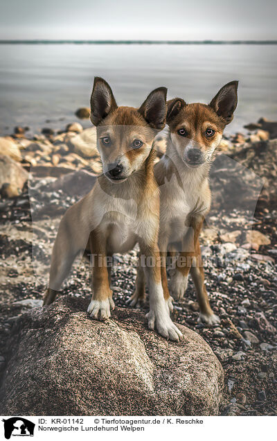 Norwegische Lundehund Welpen / Norwegian lundehund puppies / KR-01142