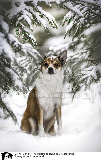 Norwegischer Lundehund / Norwegian lundehund / KR-01451