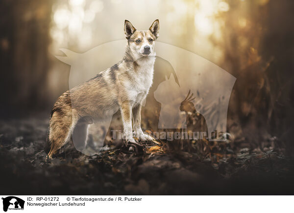 Norwegischer Lundehund / Norwegian Lundehund / RP-01272