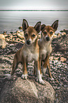 Norwegische Lundehund Welpen