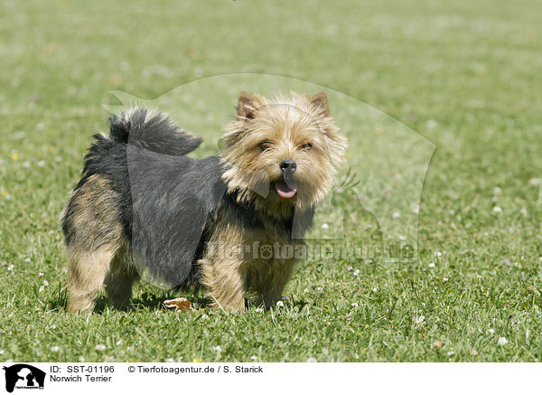 Norwich Terrier / Norwich Terrier / SST-01196