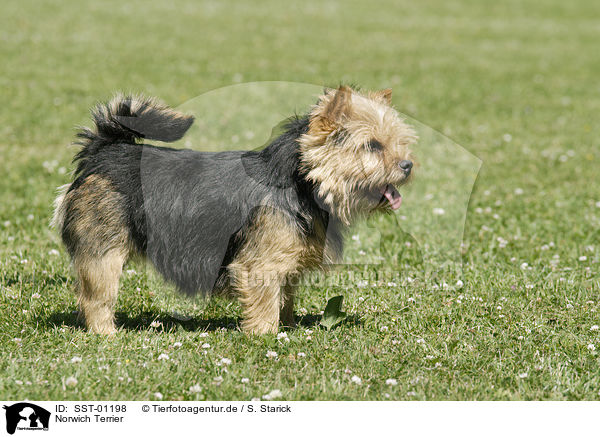 Norwich Terrier / Norwich Terrier / SST-01198