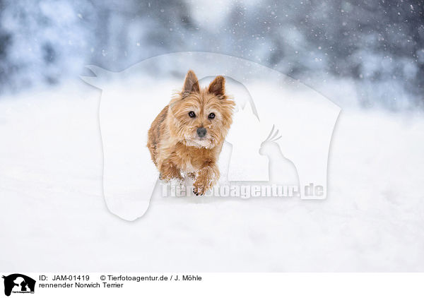 rennender Norwich Terrier / running Norwich Terrier / JAM-01419