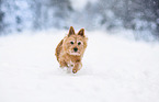 rennender Norwich Terrier