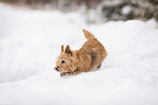 rennender Norwich Terrier