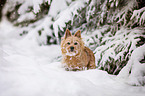 Norwich Terrier