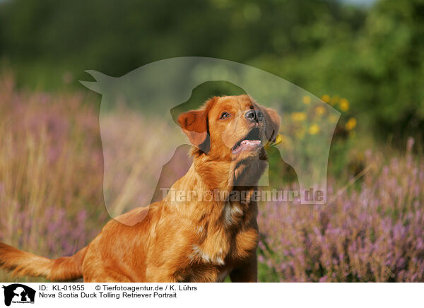 Nova Scotia Duck Tolling Retriever Portrait / KL-01955
