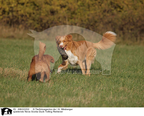 spielende Nova Scotia Duck Tolling Retriever / playing Nova Scotia Duck Tolling Retriever / AM-02202