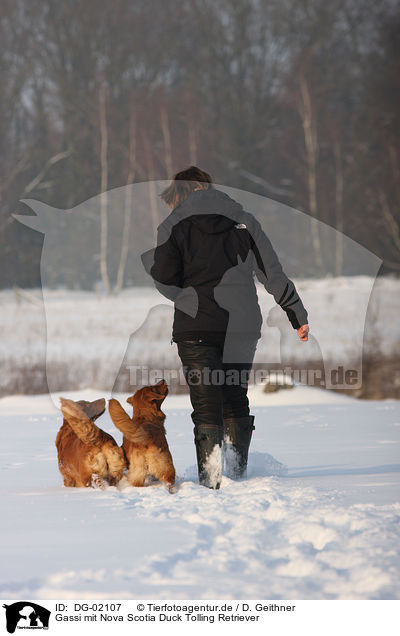 Gassi mit Nova Scotia Duck Tolling Retriever / walking with Nova Scotia Duck Tolling Retriever / DG-02107