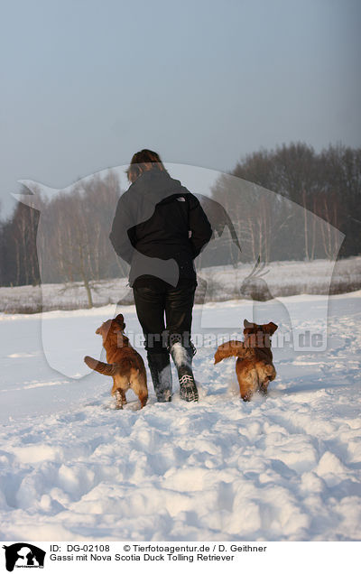 Gassi mit Nova Scotia Duck Tolling Retriever / DG-02108