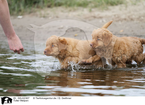 Toller Welpen / DG-02367