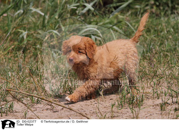 Toller Welpe / Nova Scotia Duck Tolling Retriever Puppy / DG-02377