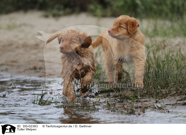 Toller Welpen / Nova Scotia Duck Tolling Retriever Puppies / DG-02383
