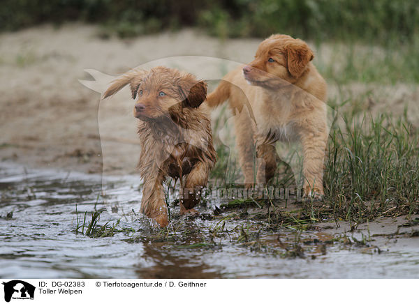 Toller Welpen / DG-02383