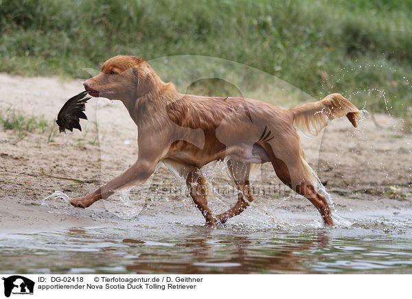 apportierender Nova Scotia Duck Tolling Retriever / retrieving Nova Scotia Duck Tolling Retriever / DG-02418