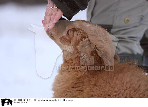 Toller Welpe / Nova Scotia Duck Tolling Retriever Puppy / DG-02503