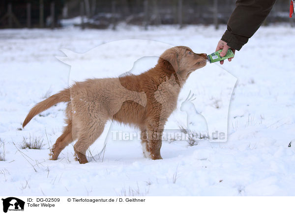 Toller Welpe / Nova Scotia Duck Tolling Retriever Puppy / DG-02509