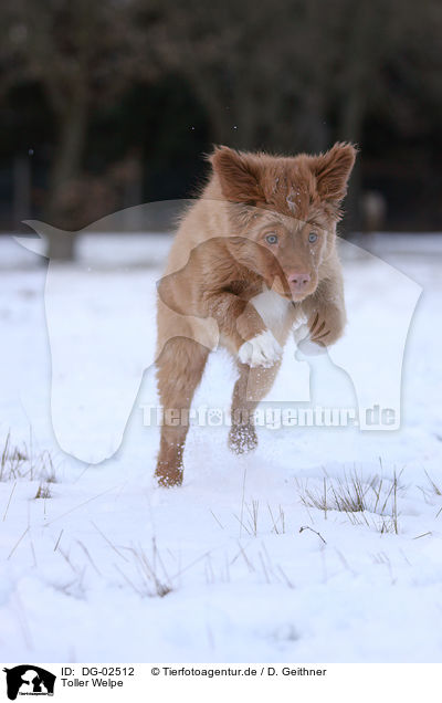 Toller Welpe / Nova Scotia Duck Tolling Retriever Puppy / DG-02512
