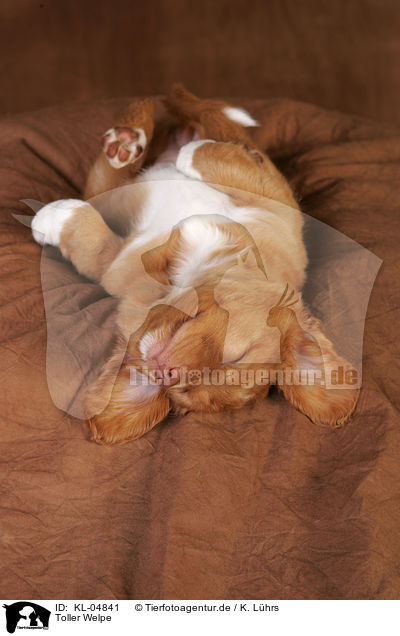 Toller Welpe / KL-04841
